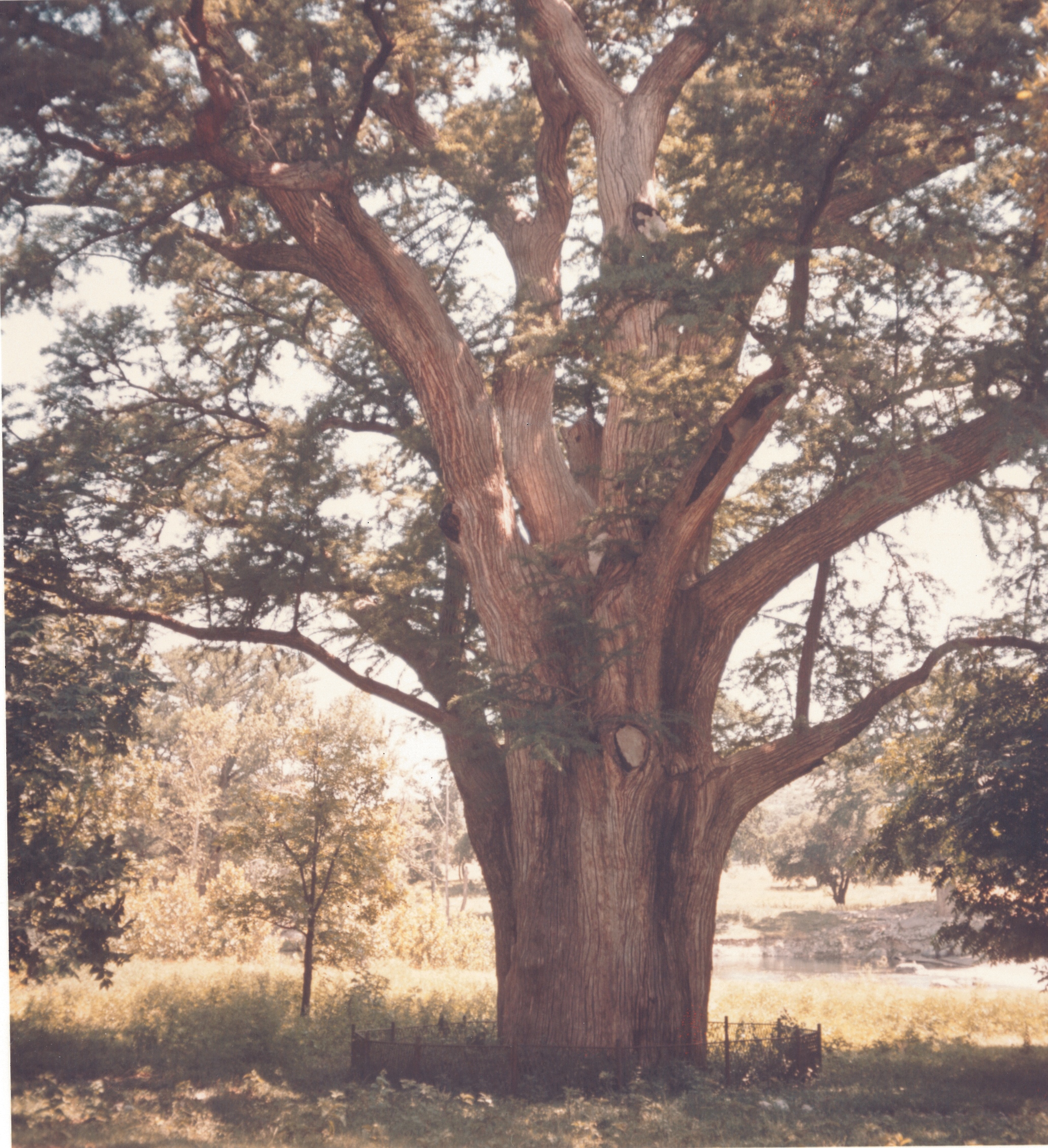 Big Tree Ranch Bald Cypress-Historic